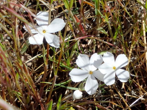 GDMBR: Nice White Flowers.